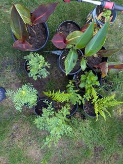 Plants