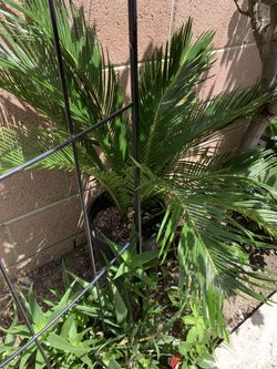 Sago palm- Norwalk Location