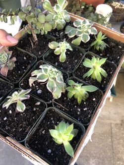Succulents