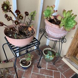 Succulents  Plants For Sale  Elephant  Plant Is 16”L X9”WX10” H