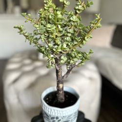 Elephant Bush Tree- Bonsai Form 🌳