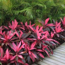 T Plant Hawaiian  Coordeline In 3gal 