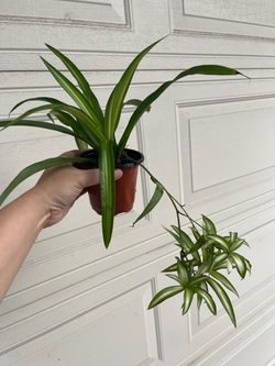 Beautiful spider plant