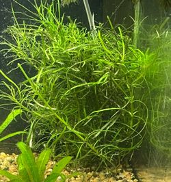 Pogo Stemon Water Plants