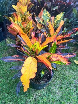 CROTONS PLANT  (Add Colors to Landscape and Garden 3 gallon Pot)