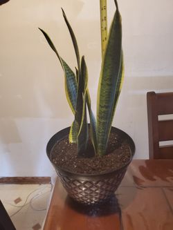 Sansevieria plant