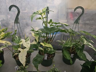 Albo Syngonium Varigated