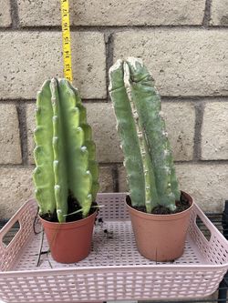 Cereus repandus, Peruvian apple cactus, Queen of the night