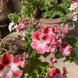 Beautiful Flower In A Ceramic Pot 18$