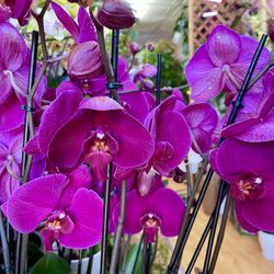 Phalaenopsis Orchids Lan Ho Diep $14+