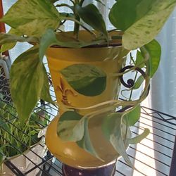 Unique Vase Vessel W 4 Plants