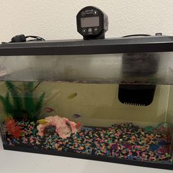 Fully Equipped 10gal Aquarium With 5 Neon Fish And One “shark”