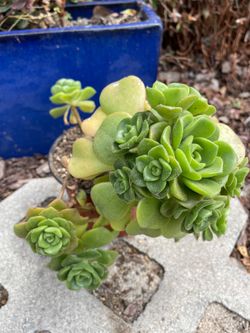 Aeonium Lily Pad