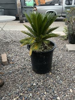 Sago Palm 