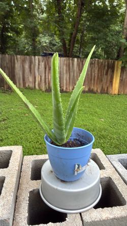 Aloe Vera