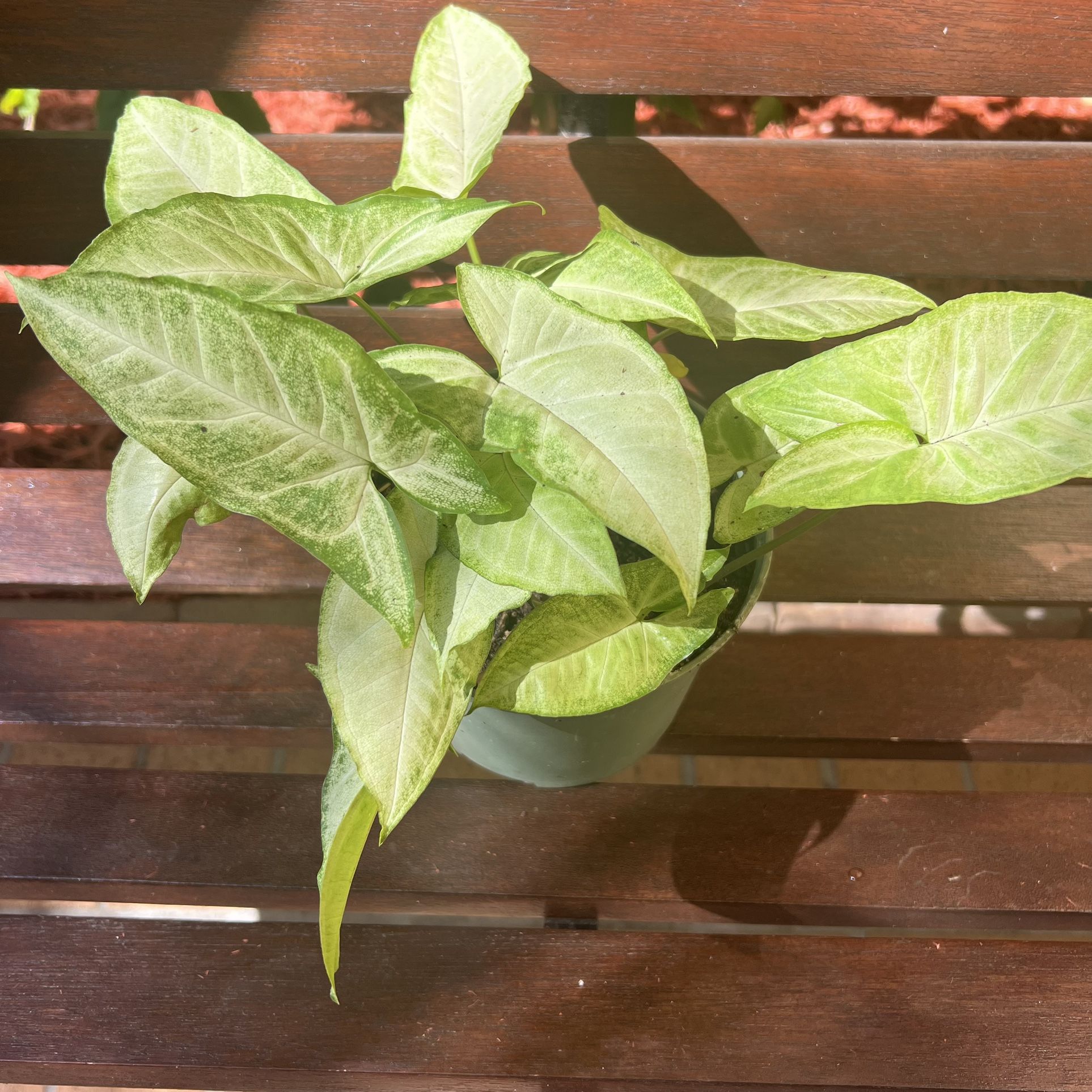 Arrowhead Plant 🪴