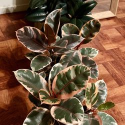 ❤️Well Established SUPER HEALTHY Rubby Rubber trees $30 EACH❤️Pls read Description