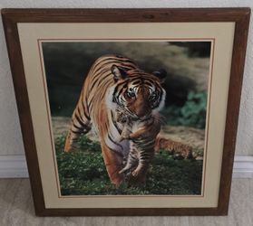 Beautiful Tiger Holding Baby