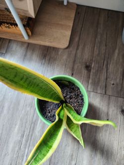 Snake plants