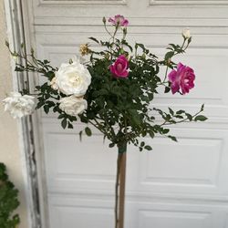 Iceberg Rose Tree , In 5 Gallons Pot Is 5 Feet Tall Pick Up Only 