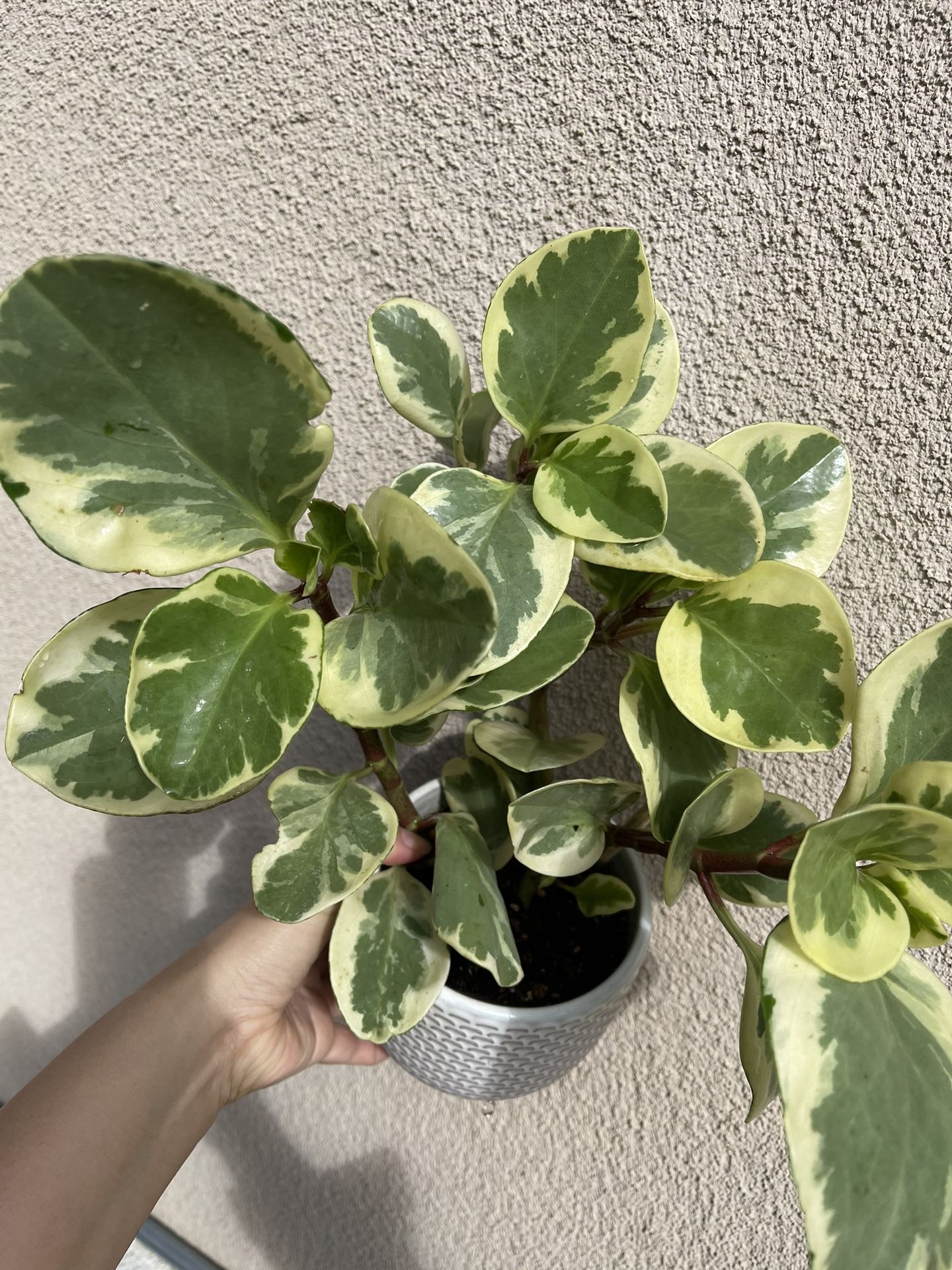 Beautiful Variegated Pepperomia Plant With Pot