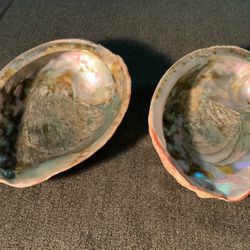 Large Abalone Shells