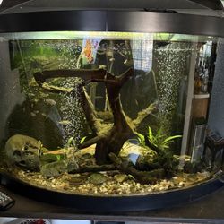 Fish Tank 