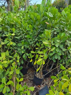 clusias podocarpus  Only  instant privacy  Hedge  for fences
