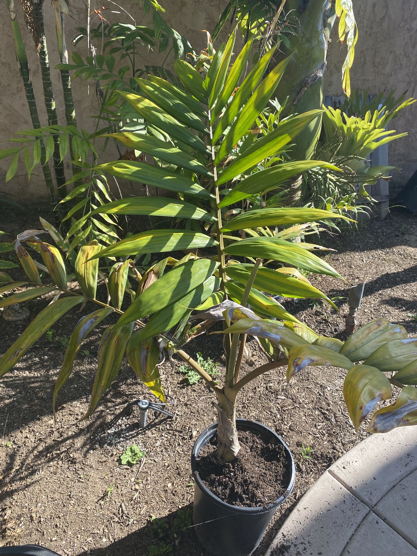 Chambeyronia Hookerii. Flame Thrower Palm