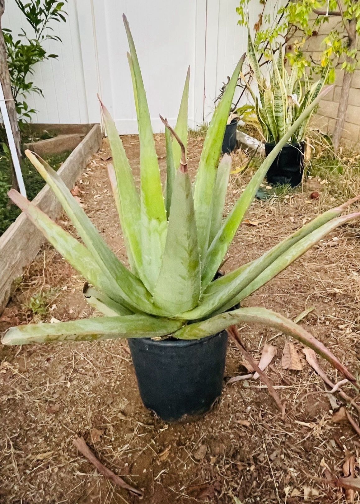 Aloe Vera Plant