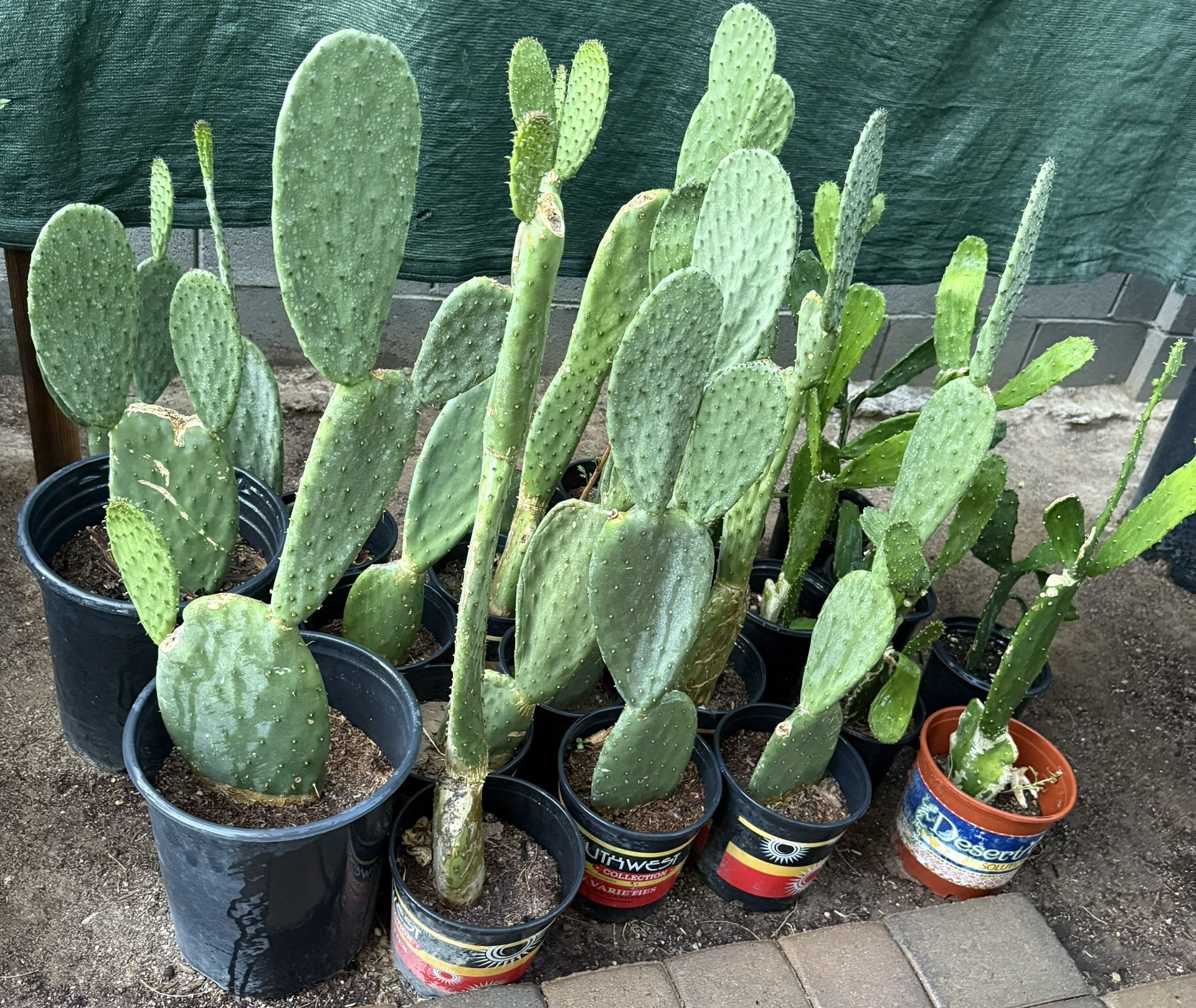 Plantas De Nopales Para Comer $20 y $15 Cada Uno
