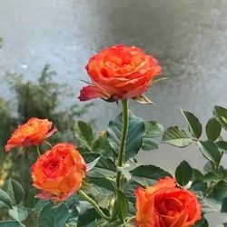 Rare European, Japan rose plants : Flamme 