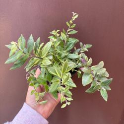 4” Variegated Lipstick Plant 