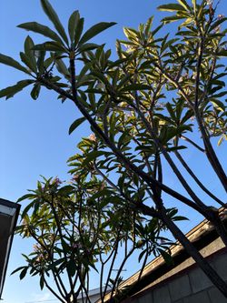 Pedazos de plumeria gratis