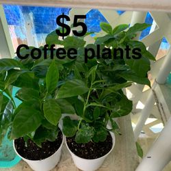 Plantas De Grano De Café Arabico 