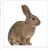 The Rabbit 222
