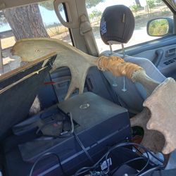 Moose Horns very Cool 