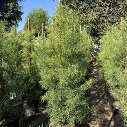 Podocarpus Gracilior Privacy Hedge