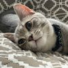 Gigi