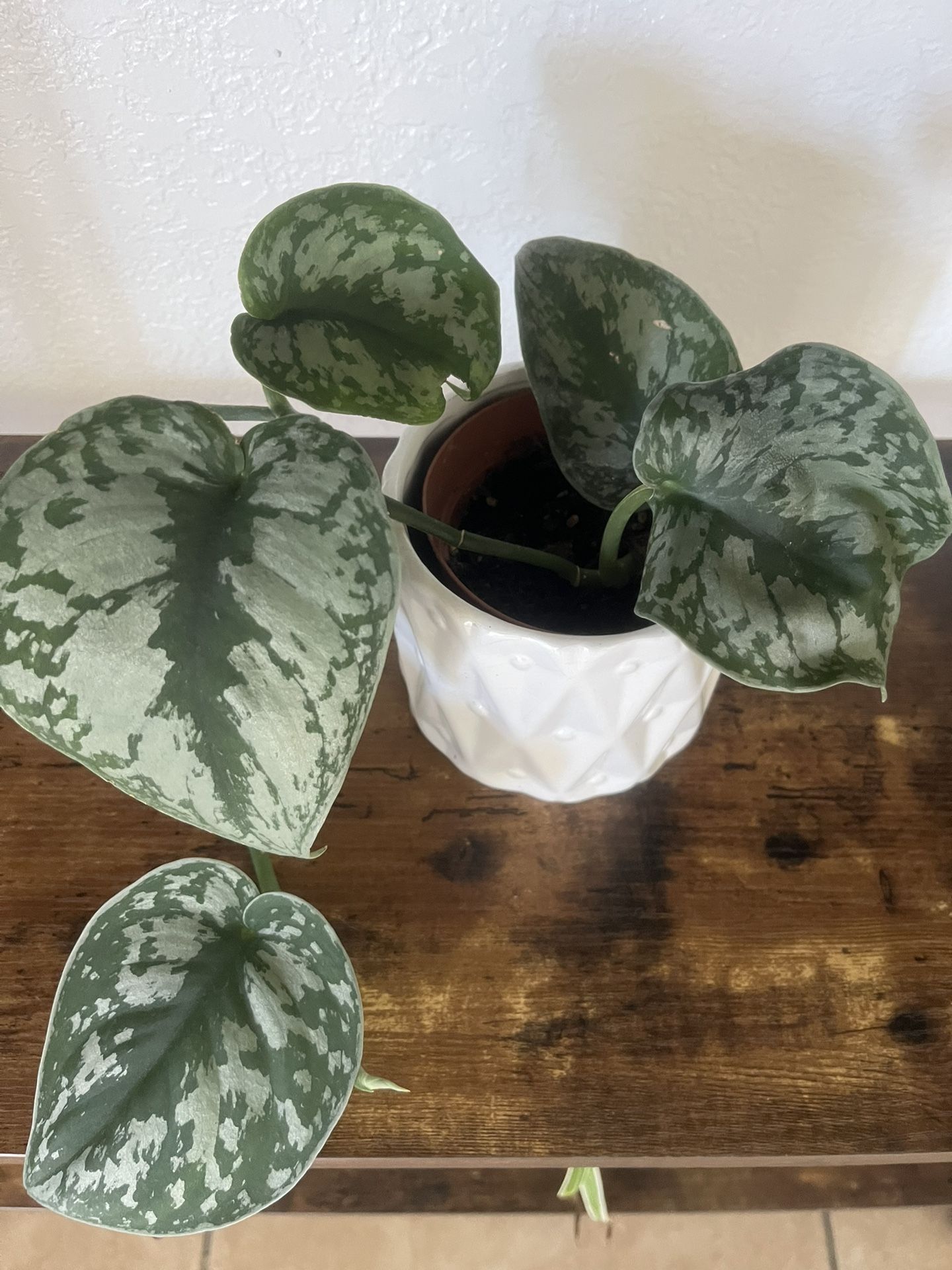 Plant