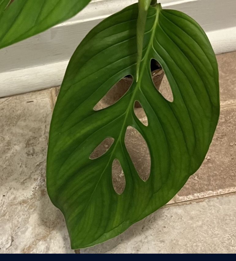 Monstera Laniata Plant (pls read description )