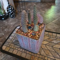 Pinecone Cactus In 6in Ceramic Pot With Multi Color Stones And Shell 