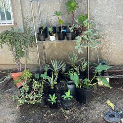 Plant Sale Only Today