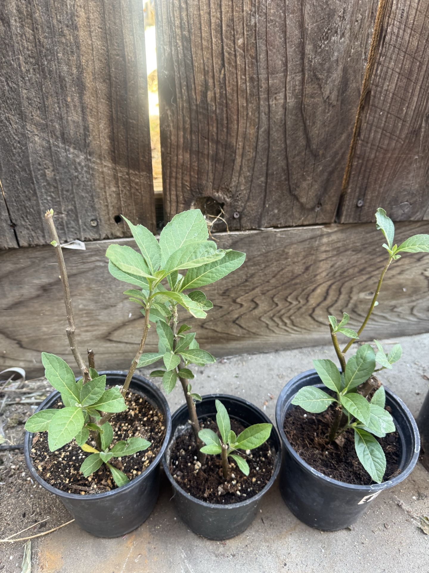 Bitter leaf plant