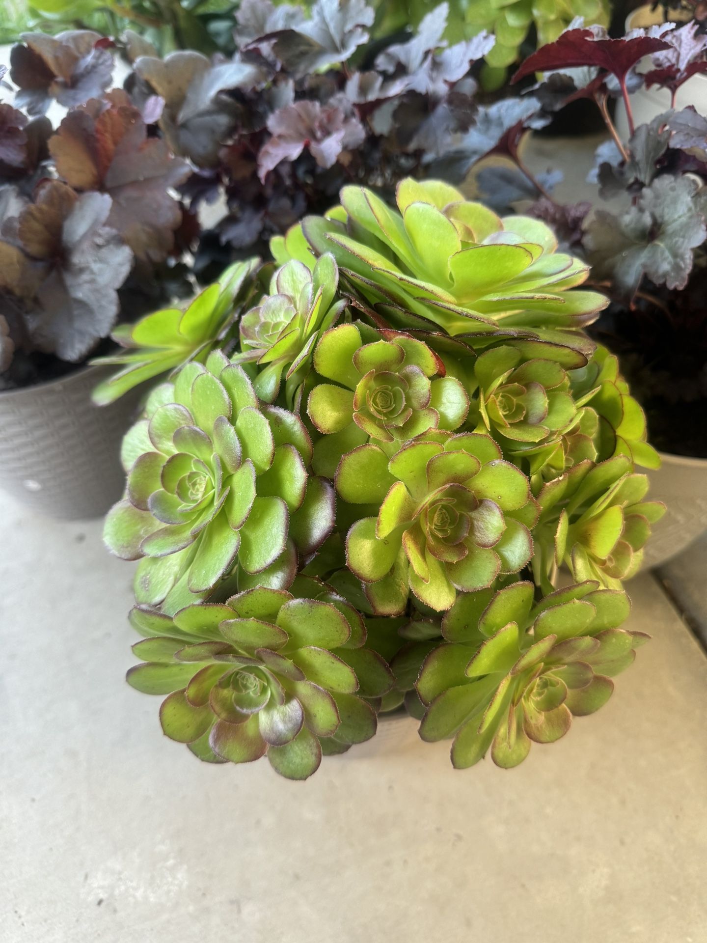 Aeonium Succulent 