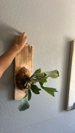 staghorn fern
