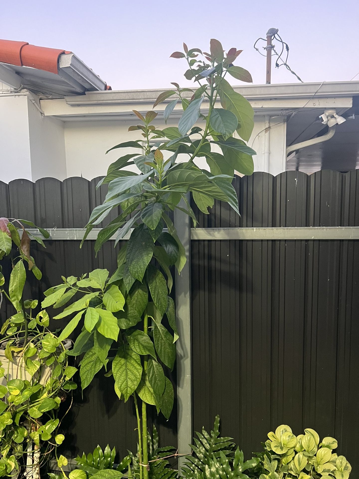 Avocado tree