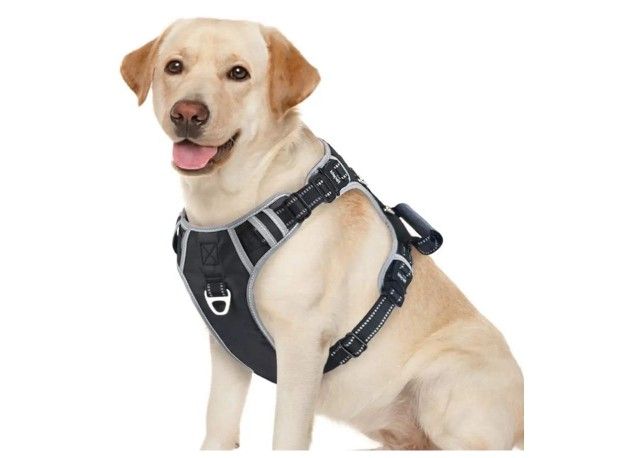 Dog Harnesses with Leash XL