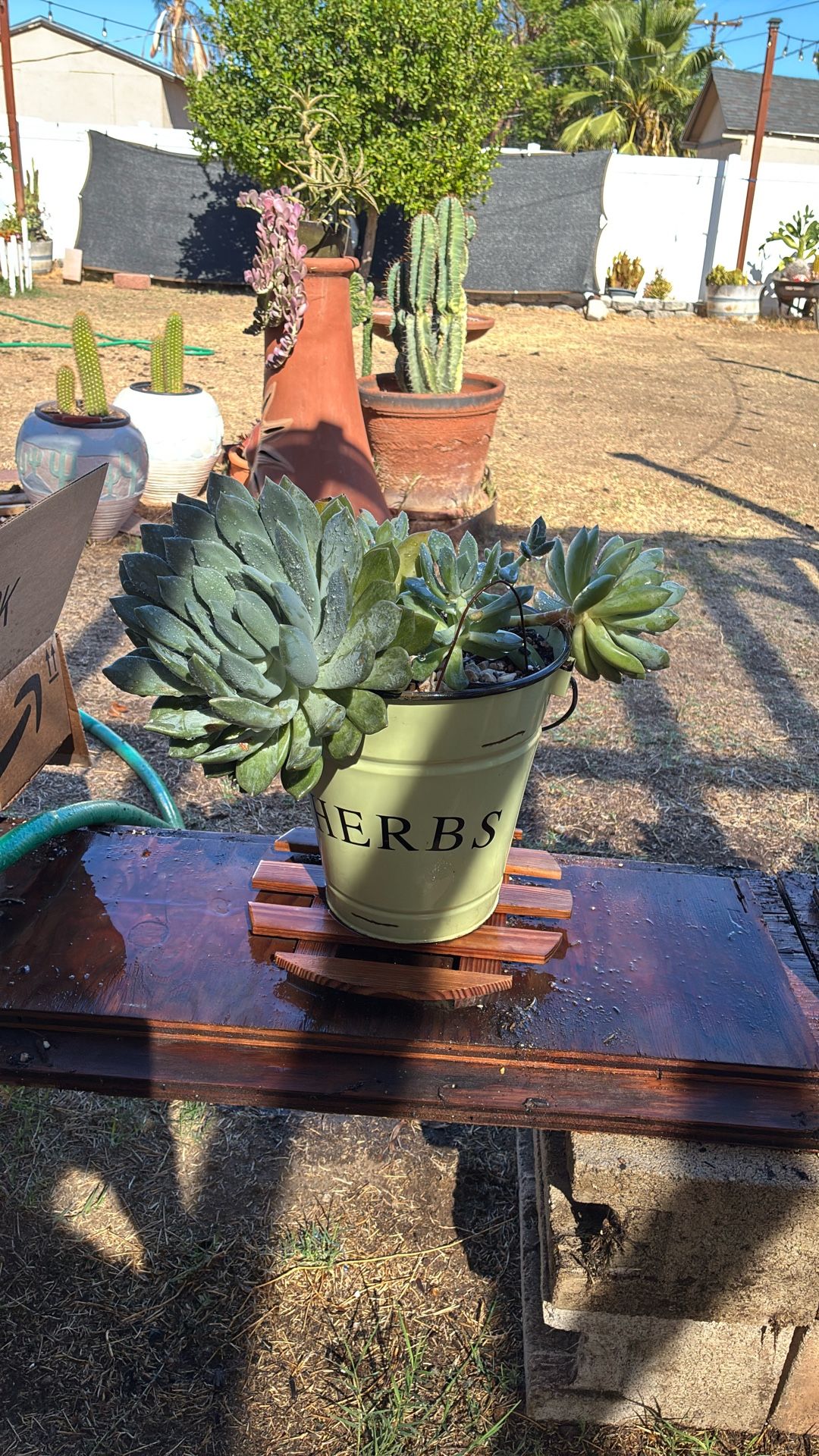 Potted Succulent