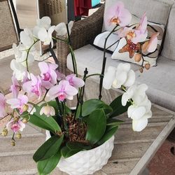 Orchid Arrangements 